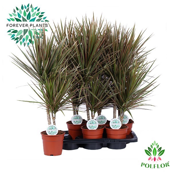 Dracaena Bicolor 17Ø 90cm 2pp