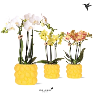 Kolibri Orchids Phalaenopsis mix 3 spike in Citrus pot yellow