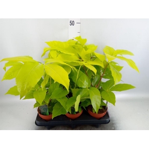 Schefflera actin.