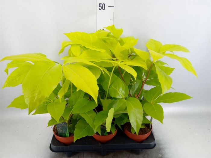 <h4>Schefflera actin.</h4>