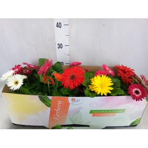 Gerbera  'Open Air'   ...mix