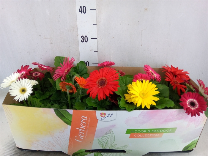 <h4>Gerbera  'Open Air'   ...mix</h4>
