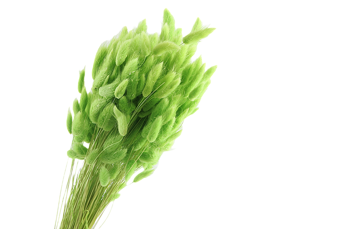 <h4>Lagurus Green</h4>