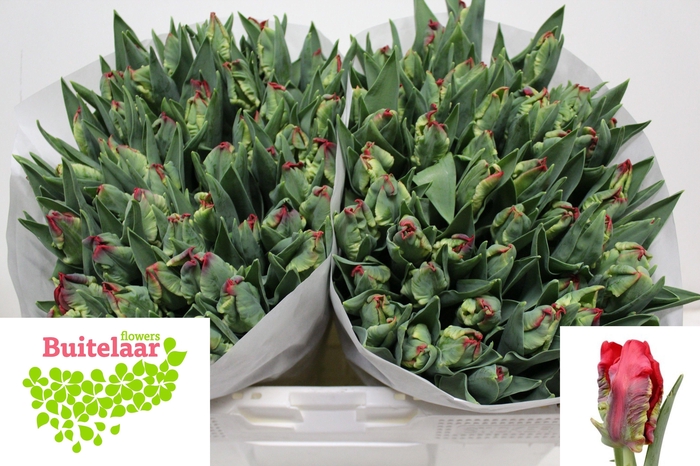 <h4>TU PA SEADOV PARROT</h4>