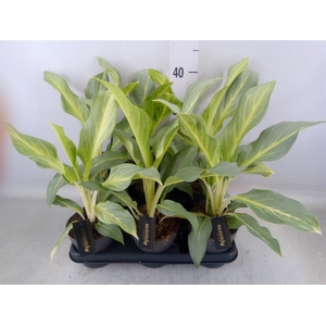 Aglaonema   ...