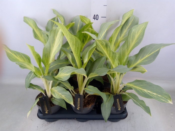 <h4>Aglaonema   ...</h4>