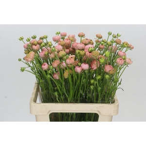 Ranunculus Moderna Riviera