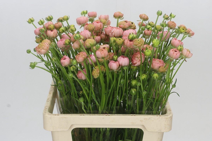 Ranunculus Natura Moderna Riviera