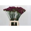 Allium Sphaerocephalon