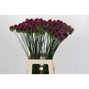 Allium Sphaerocephalon