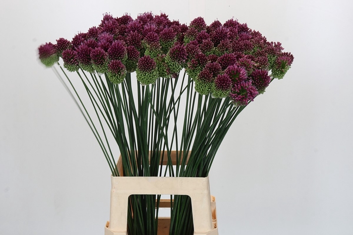 <h4>Allium Sphaerocephalon</h4>