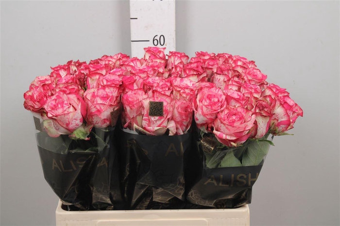 <h4>R Gr Barracuda</h4>