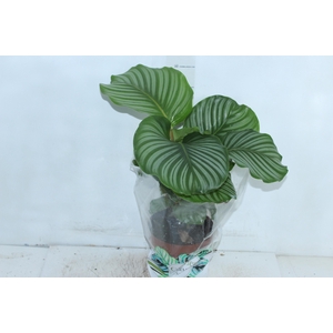 CALATHEA ORBIFOLIA P17