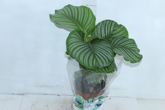 <h4>CALATHEA ORBIFOLIA P17</h4>