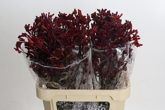 <h4>ANIGOZ EARLY SPRING</h4>