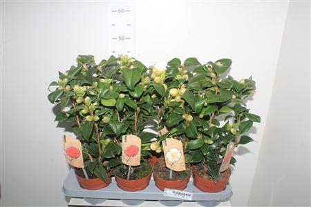 <h4>Came Gem 3 Kl</h4>