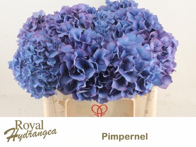 <h4>HYDR M CH PIMPERNEL</h4>