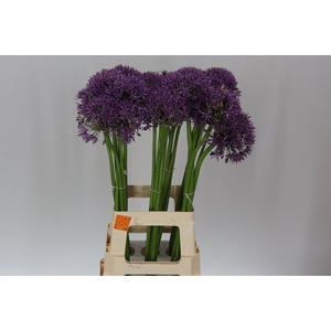 Allium Jackpot