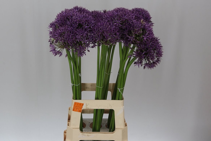 <h4>Allium Jackpot</h4>