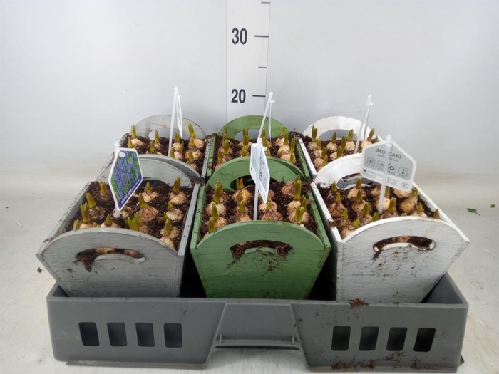 <h4>Arr.  Muscari L%</h4>