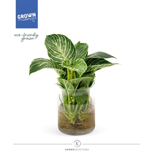 Philodendron - KARMA White Stripe | Agua of Karma |