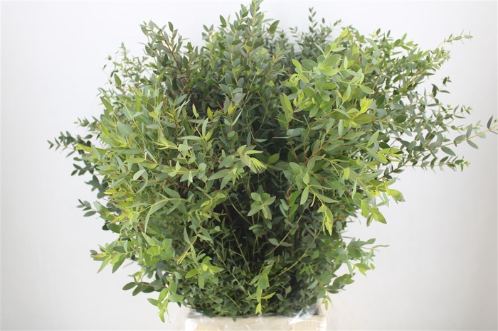 <h4>Euca Parvifolia 300gr P Bunch</h4>