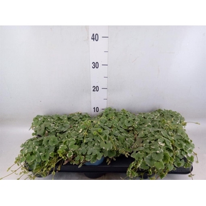 Glechoma hederacea 'Variegata'