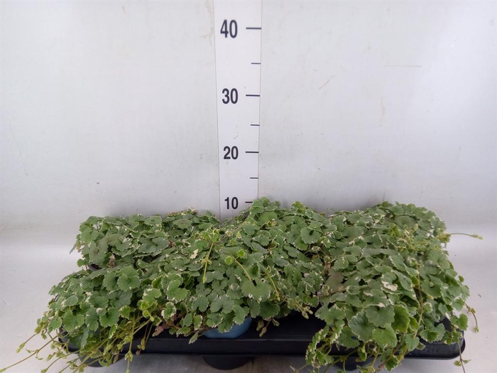 <h4>Glechoma hederacea 'Variegata'</h4>