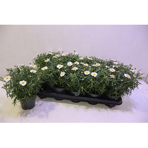 arr8 Arg Mo Duplo White