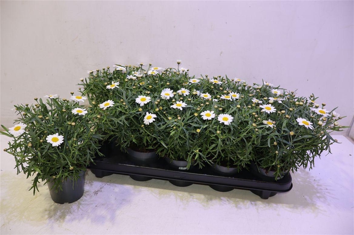 <h4>arr8 Arg Mo Duplo White</h4>