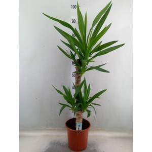 Yucca