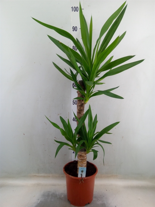 <h4>Yucca</h4>
