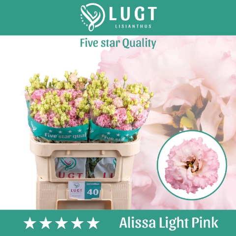 <h4>Lisianthus Alissa Light Pink</h4>