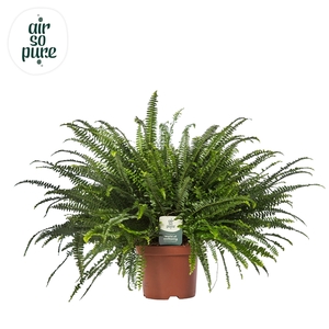 Nephrolepis exaltata 'Green Lady'