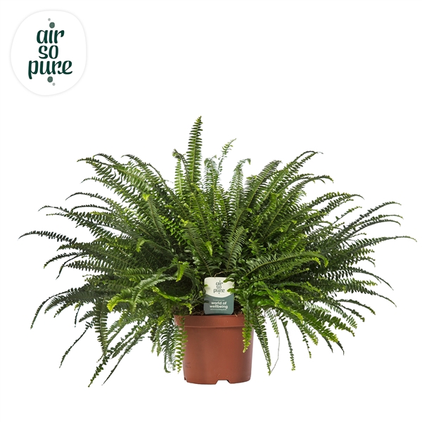 <h4>Nephrolepis exaltata 'Green Lady'</h4>