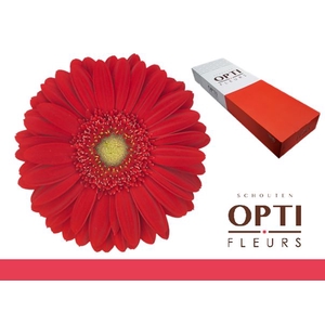 Gerbera Carambole Doos