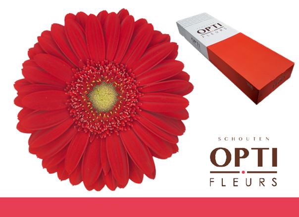 <h4>Gerbera Carambole Doos</h4>