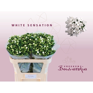 Bouvardia White Sensation