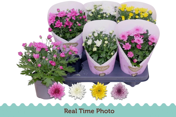 <h4>CHRYS GEVULDBL GEM</h4>