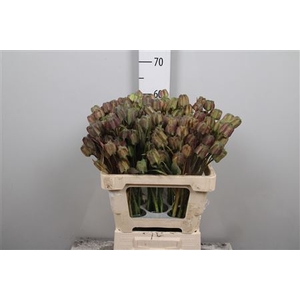 Fritillaria Ov Zaaddoos