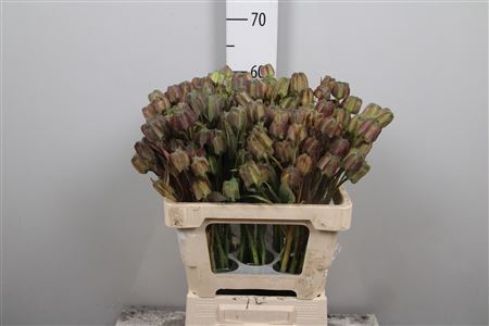 <h4>Fritillaria Ov Zaaddoos</h4>