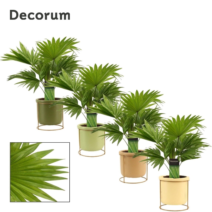 <h4>Livistona Rotundifolia 12 cm in Lynn (Silent moods-collection)</h4>