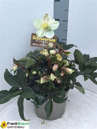 Hell Nc Hgc Cin Snow