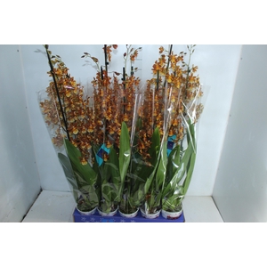 ORQUIDEA HAWAIIAN CATATANTE SUN SPOTS P12 MIN 1 HT