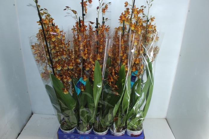 <h4>ORQUIDEA HAWAIIAN CATATANTE SUN SPOTS P12 MIN 1 HT</h4>