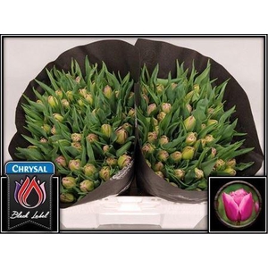 Tu Du Double Princes