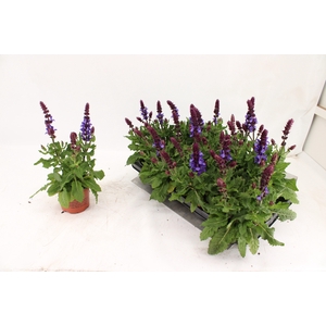 SALVIA BLUE MARVEL