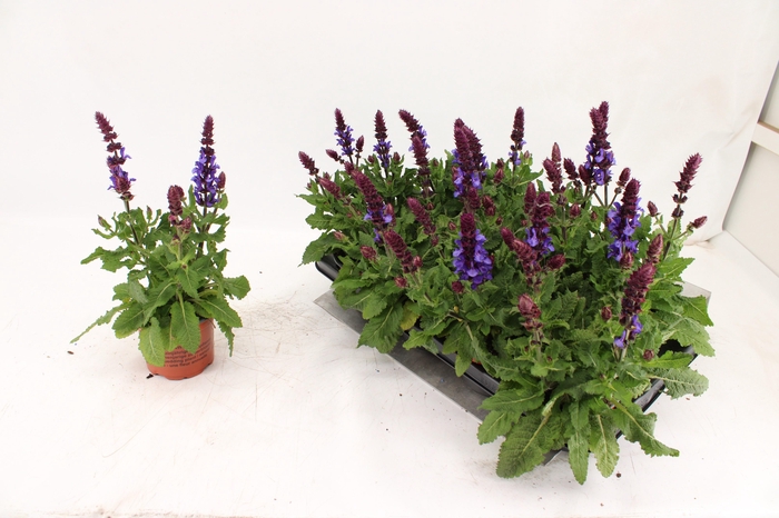 <h4>SALVIA BLUE MARVEL</h4>
