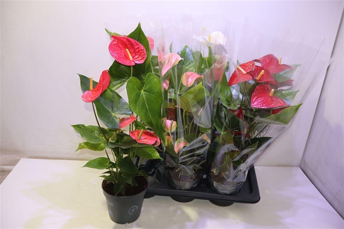 <h4>arr8 Anthu An Gem</h4>