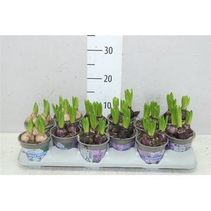 Hyacinthus Gemengd 3pp